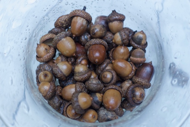 Preserved Acorns