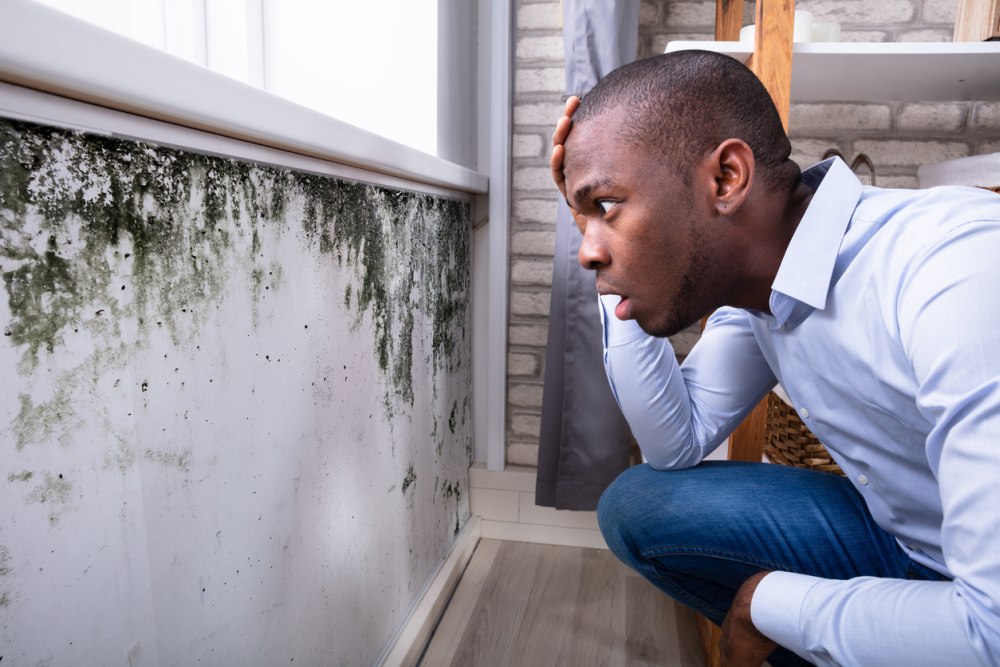 How To Get Rid Of Mold: DIY Methods That Will Save Your Home