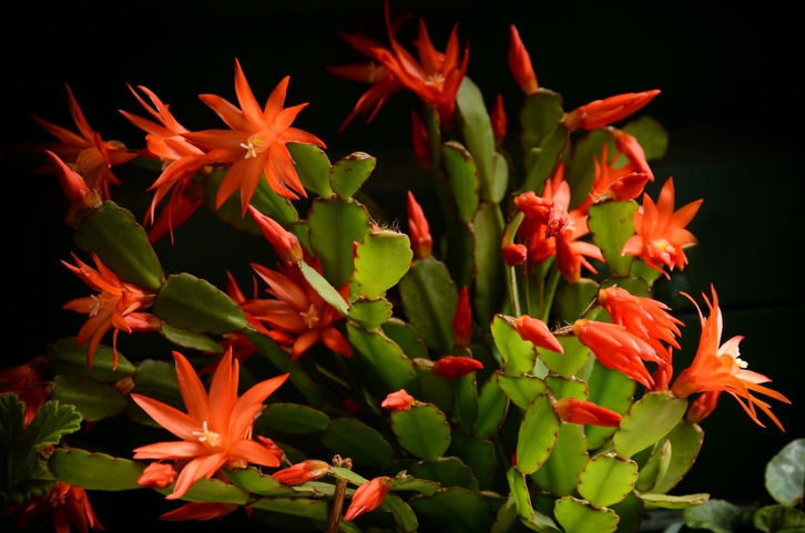 This cactus is so easy to care for, though it does do well when propagated.