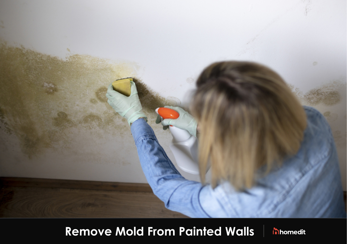 How to Remove Mold From Painted Walls