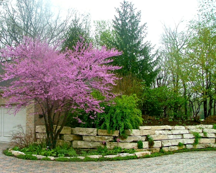 Japanese Maple