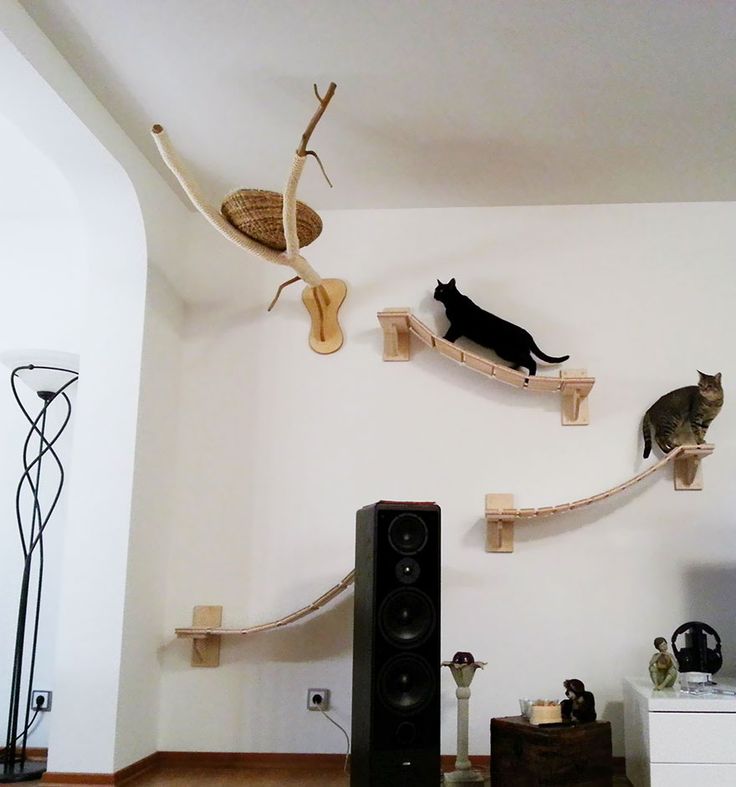 Room designed for those who love cats