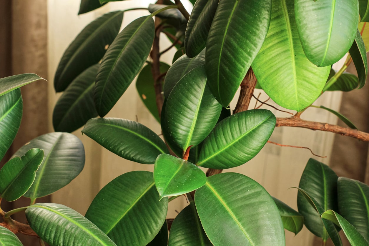 Rubber Plant