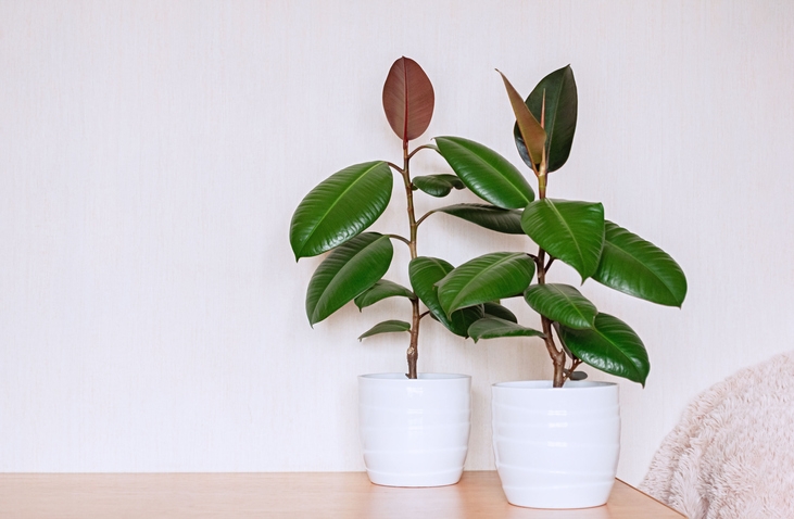 Rubber Plant - another family loved plant