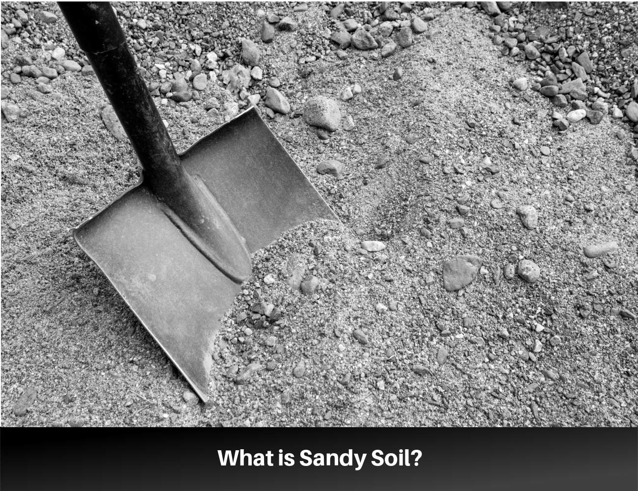 How to Work With Sandy Soil: Your Roadmap to a Successful Garden