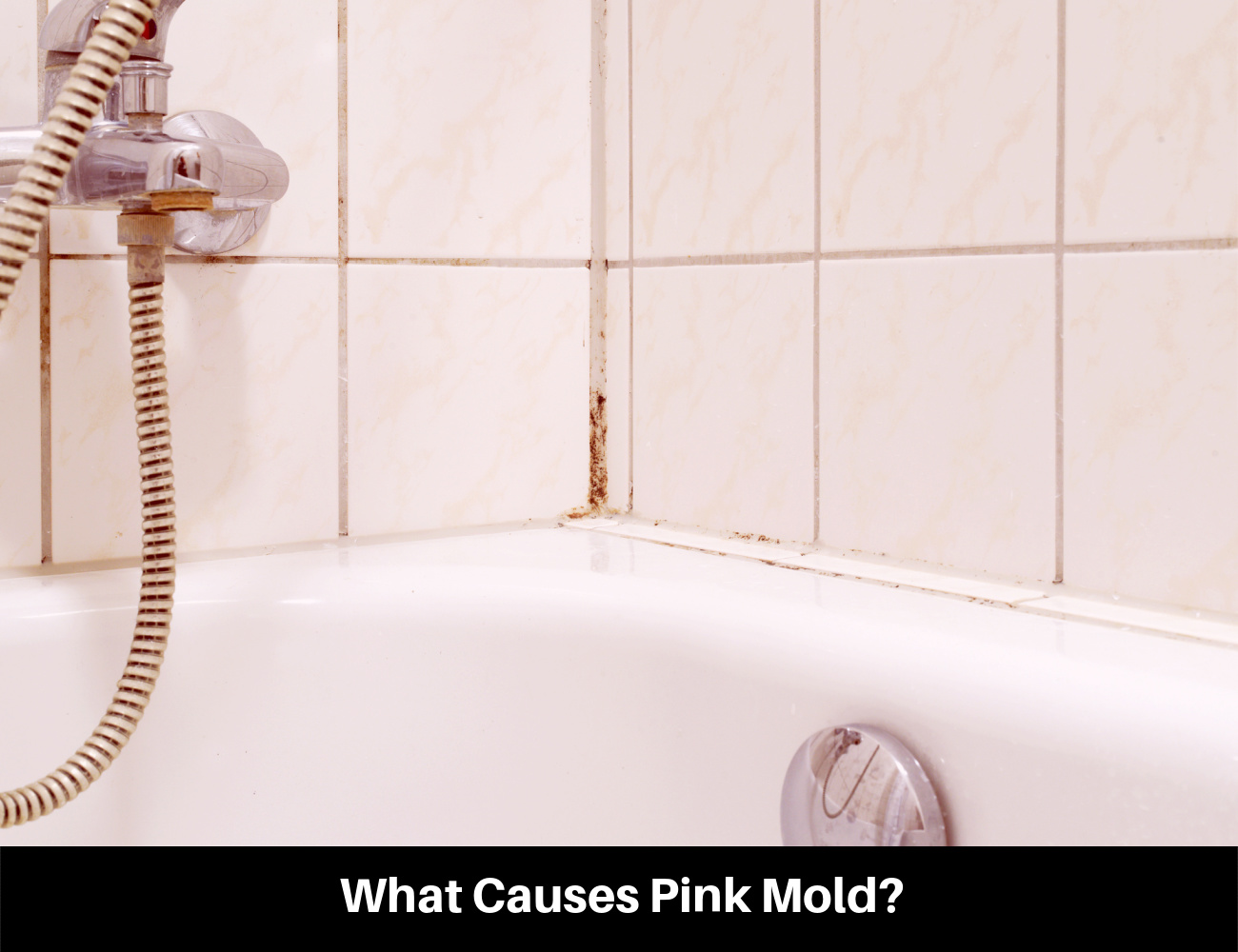 Pink Mold in Shower?