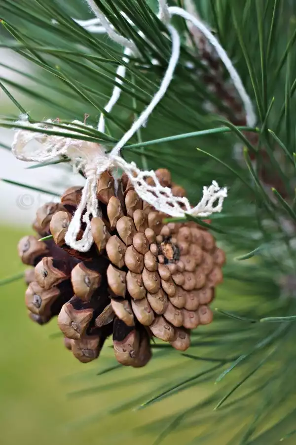 Simple hanging pine cones