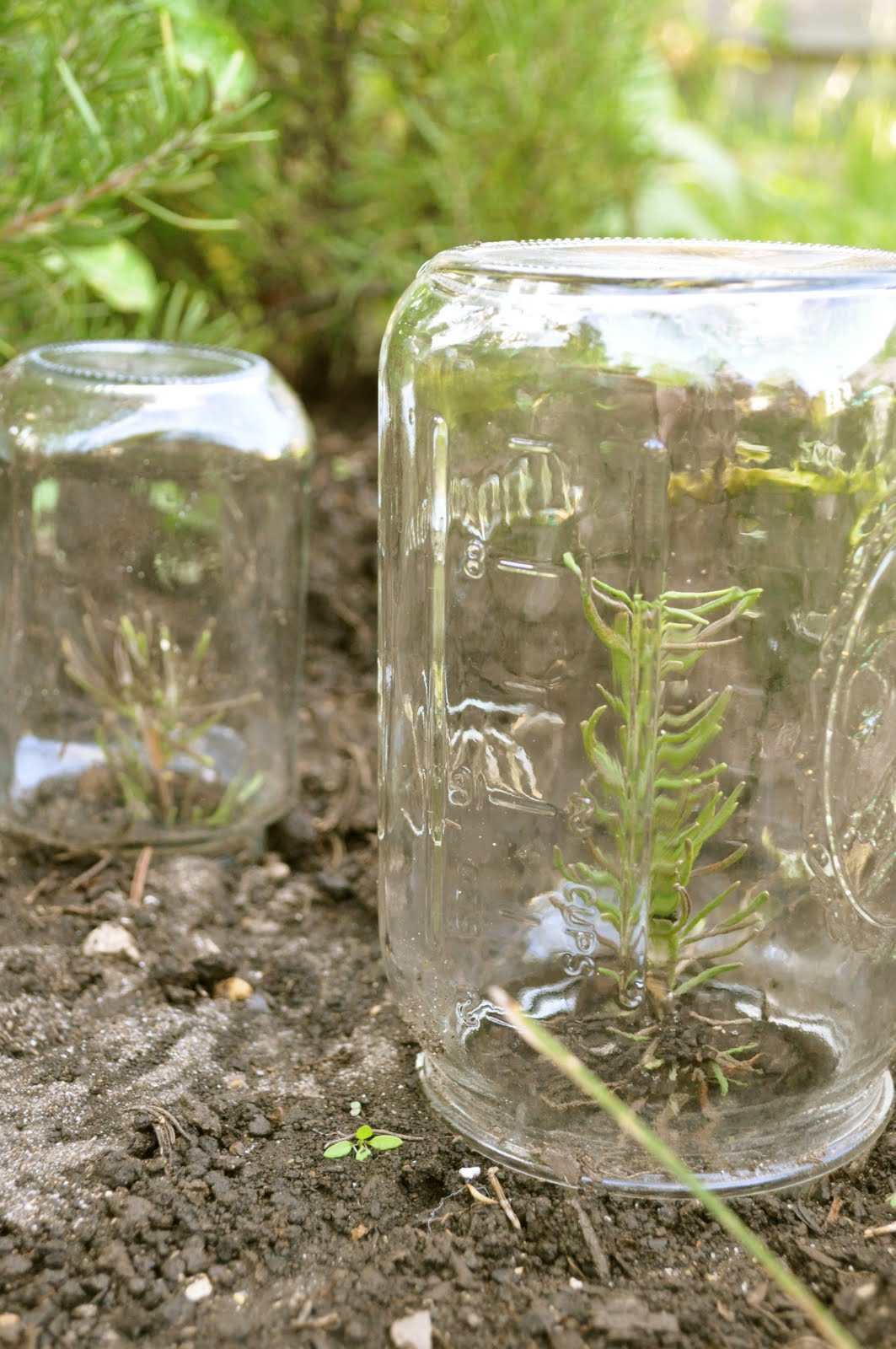 Simple mason jars green house