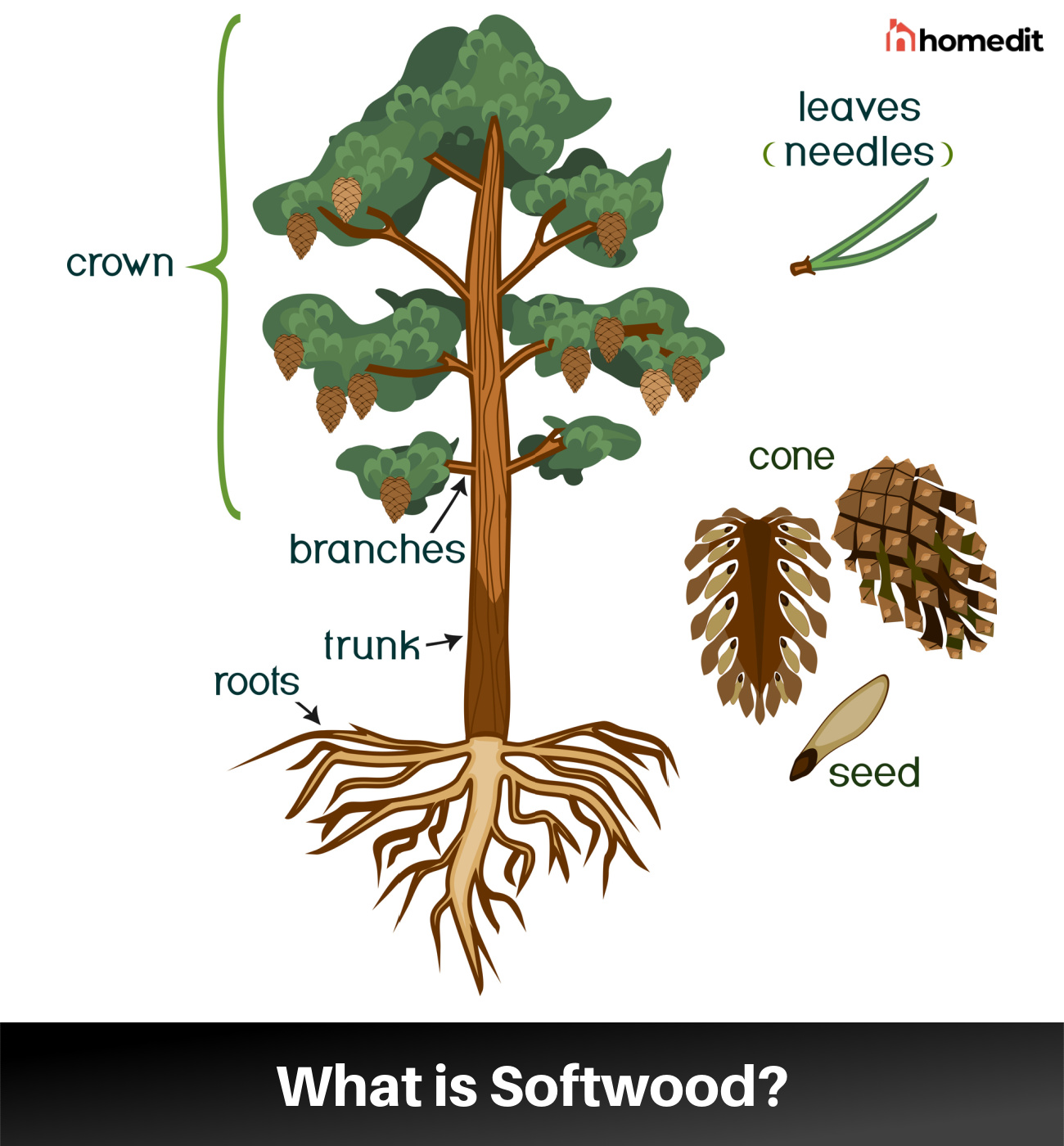 Softwood: Origin, Qualities, and Uses