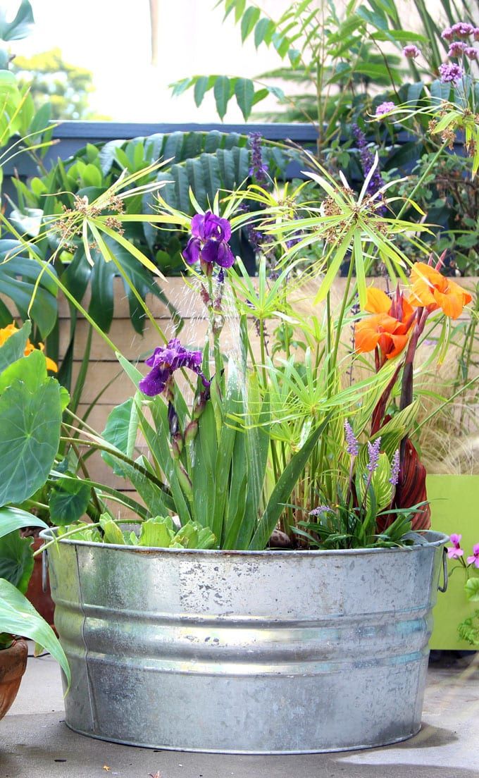 Solar water fountain pond