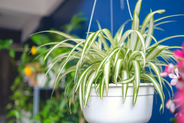 The most popular and easy plant to grow - Spider Plant