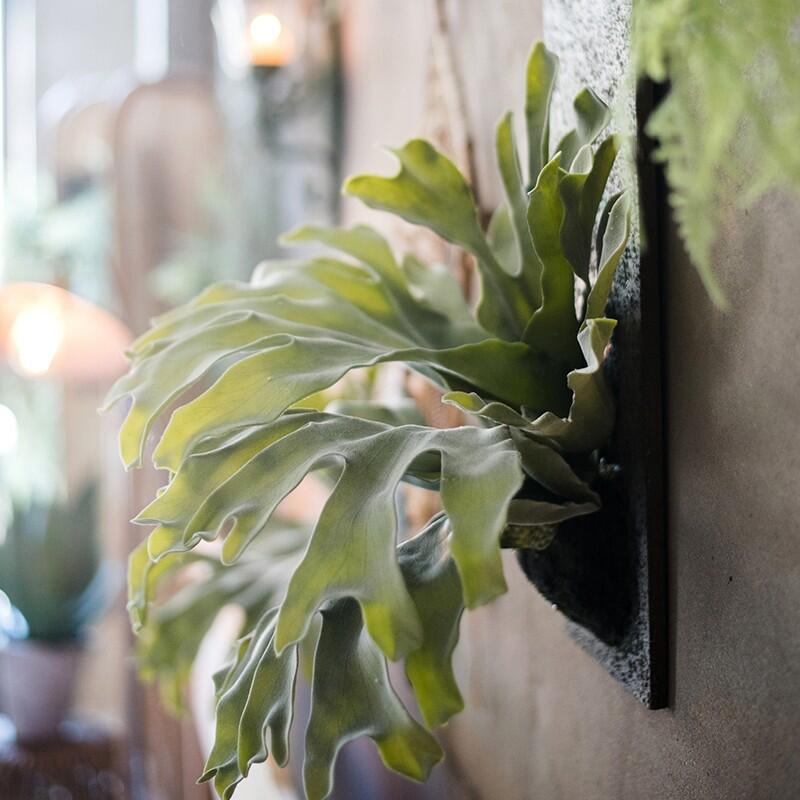 Staghorn ferns
