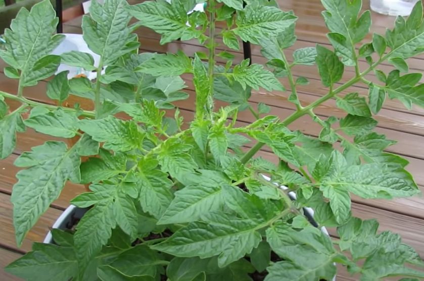 Stopping Tomato Fungal Diseases with Baking Soda