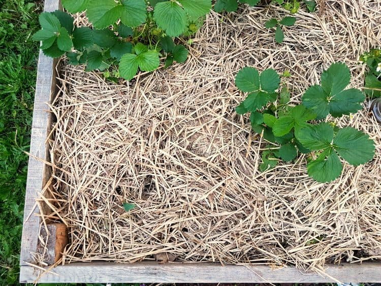 Straw Mulch