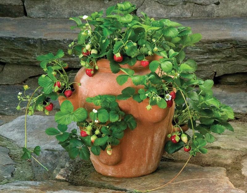 Strawberry Pots