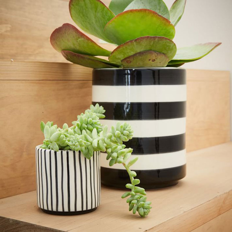 Striped succulent planter