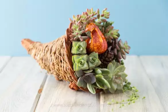 Succulent cornucopia thanksgiving centerpiece