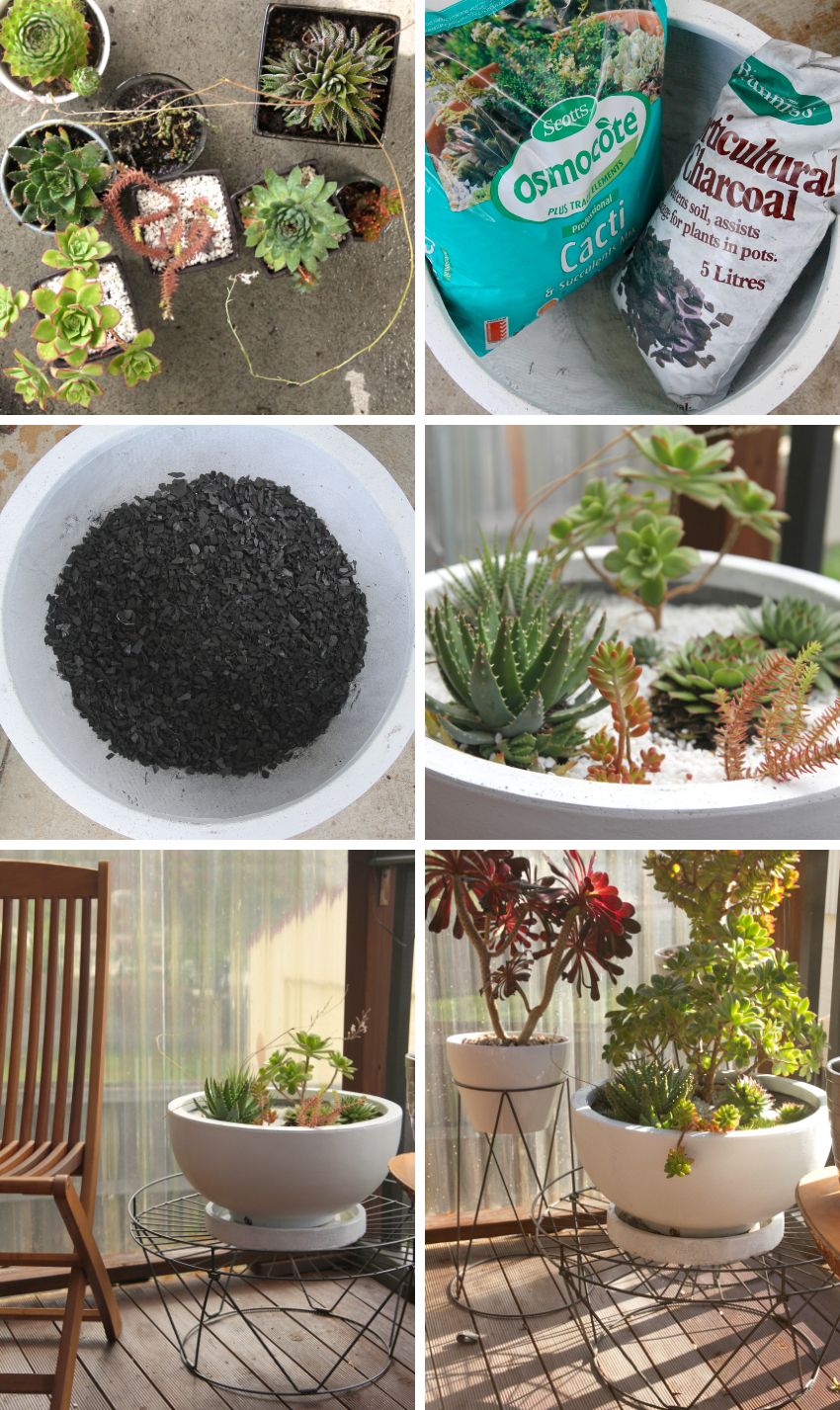 Succulent planting DIY