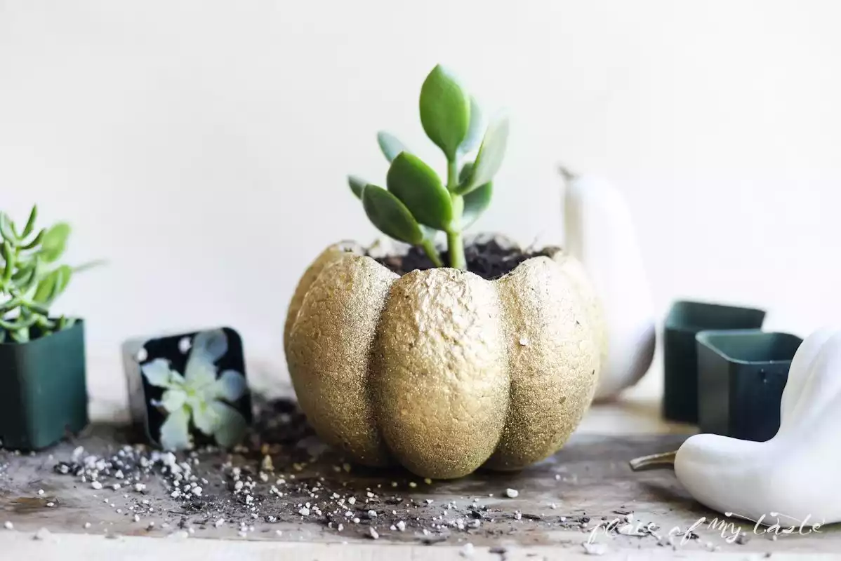 Succulent pumpkin planter