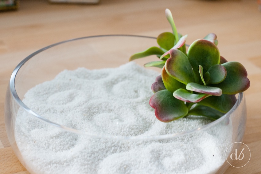 Succulent zen garden