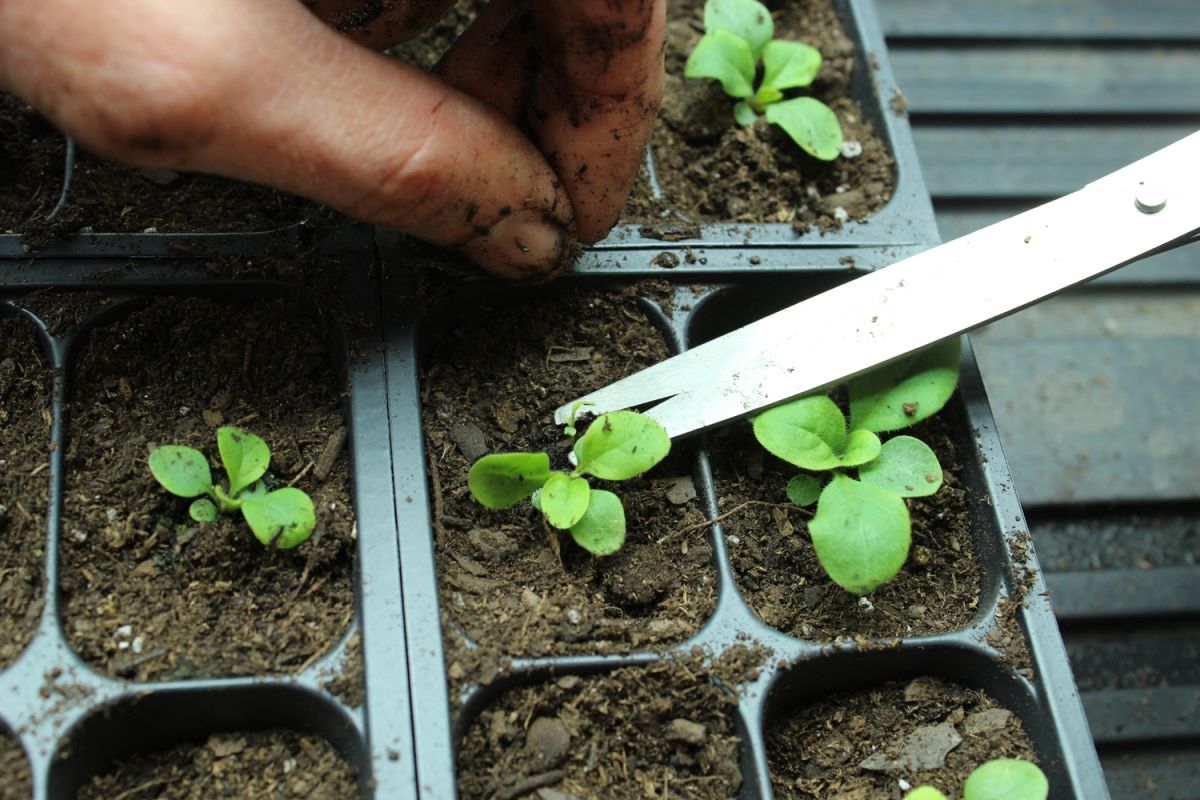 Take some sharp garden scissor