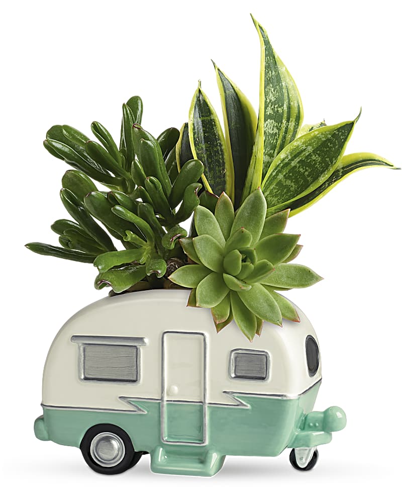 TeleflorasCoolCamperSucculentGarden