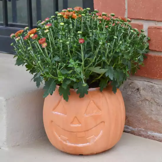 Terra cotta pumpkin planter