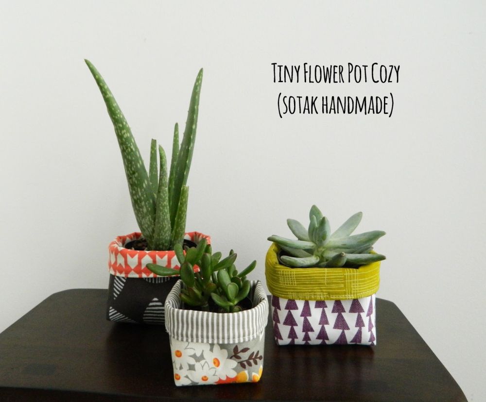 Tiny flower pot succulent