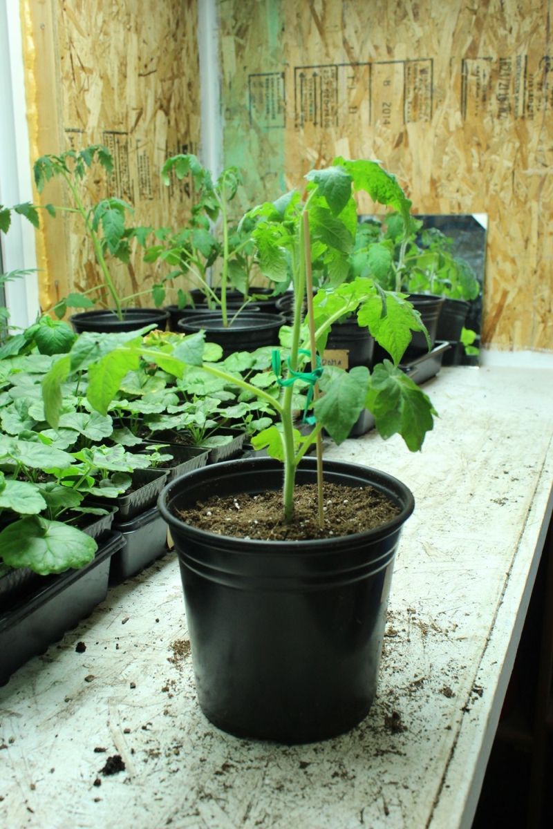 Tomato plant plenty of room