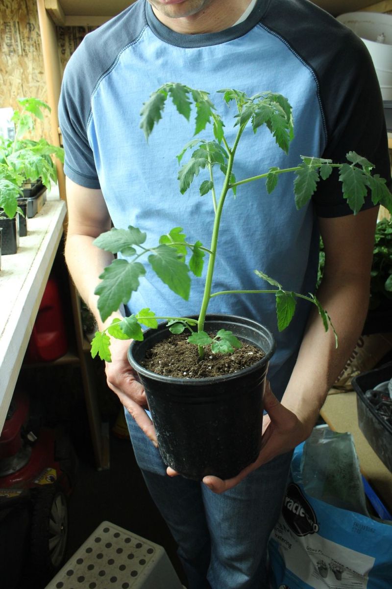 Transplant a tomato