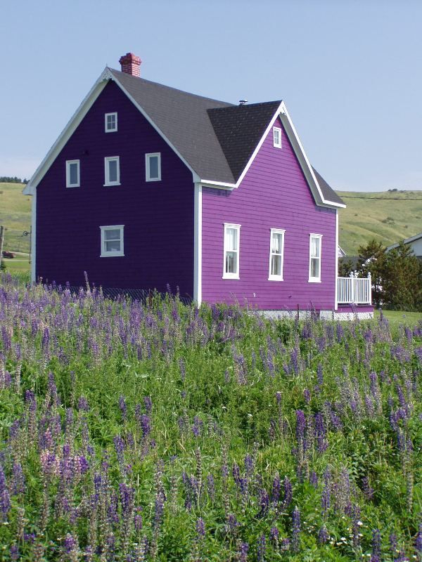 Violet purple house