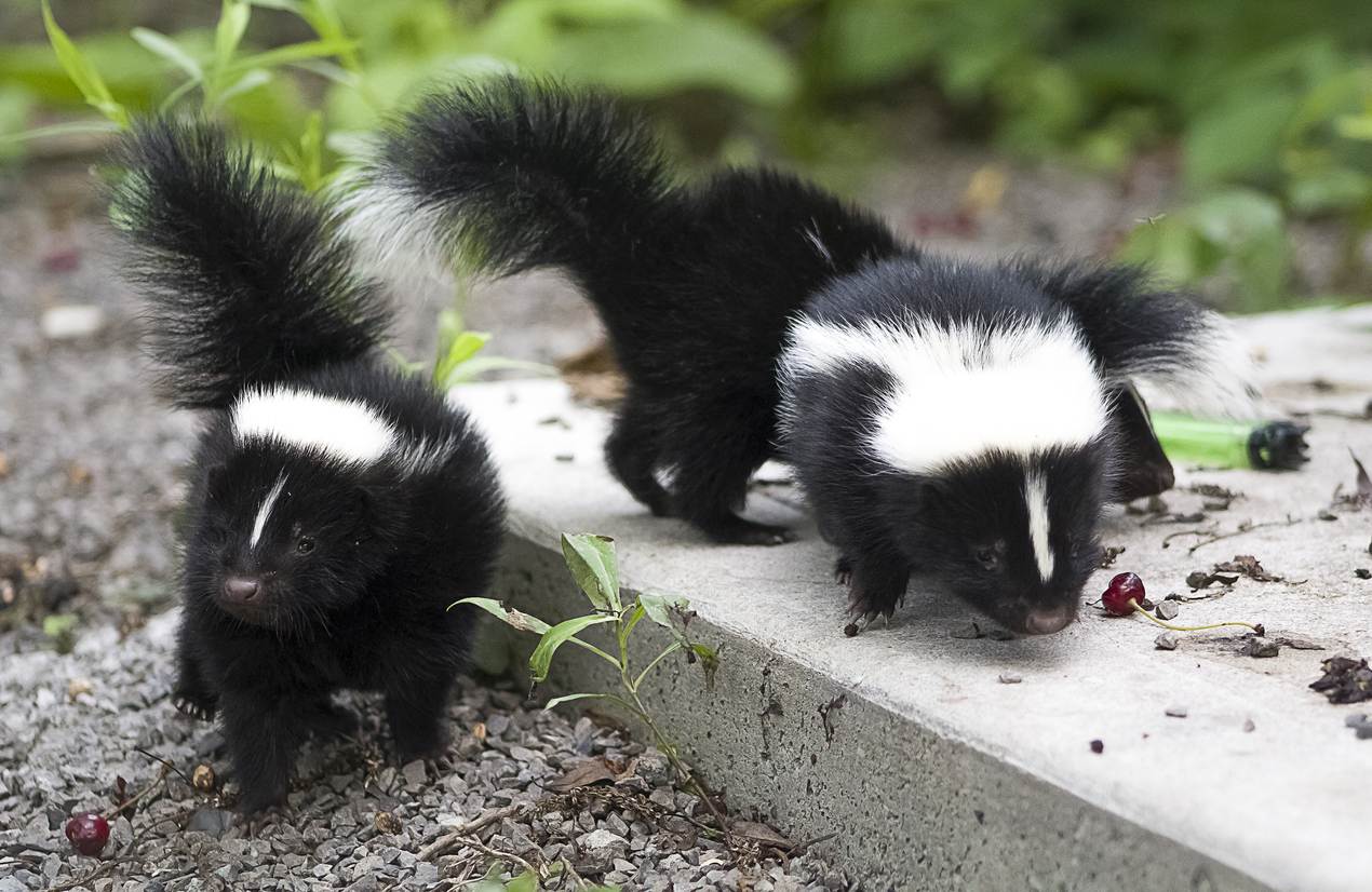 What Attracts Skunks