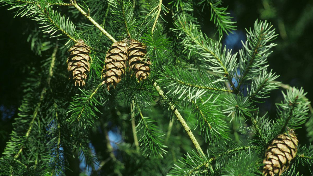 What is Douglas Fir Wood