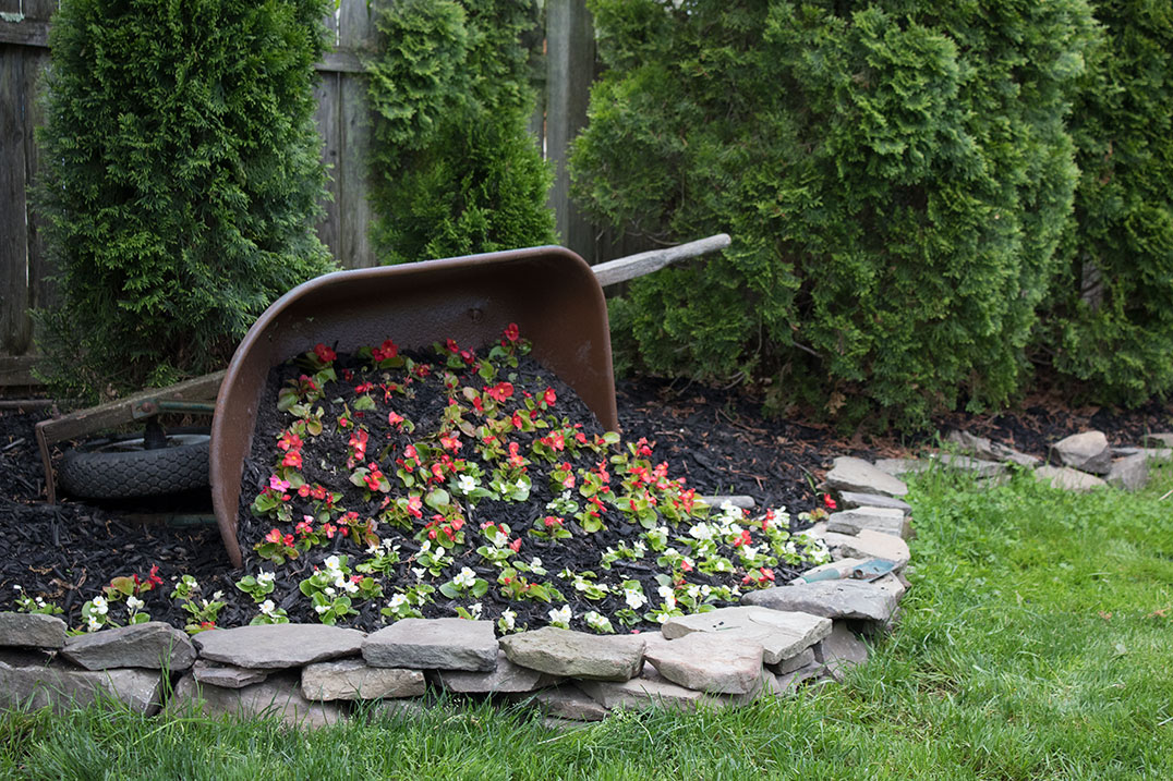 Wheelbarrow planter