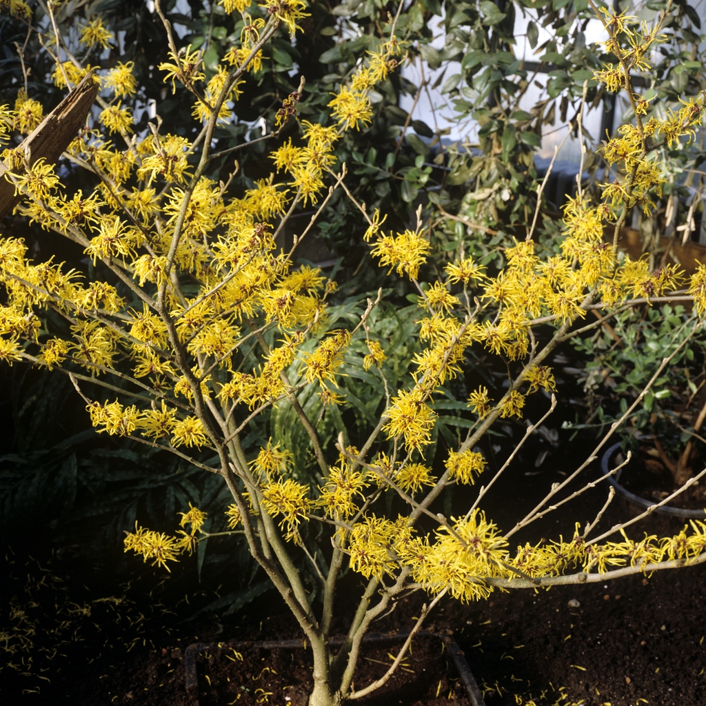 Witchhazel 