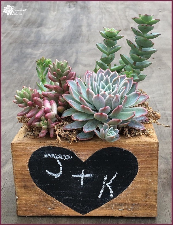 Wood succulent pot