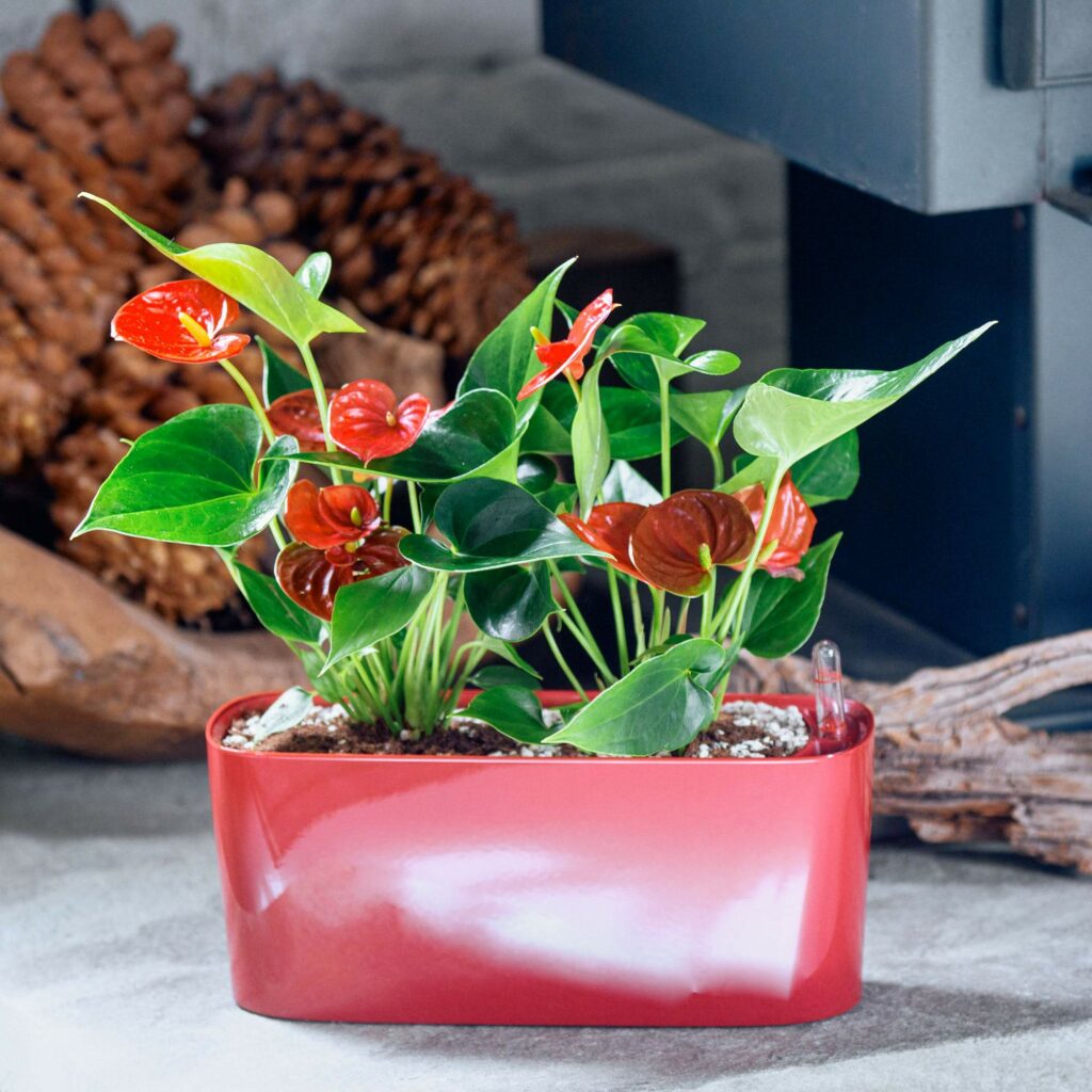 Anthurium windowsill mini red 1024x1024