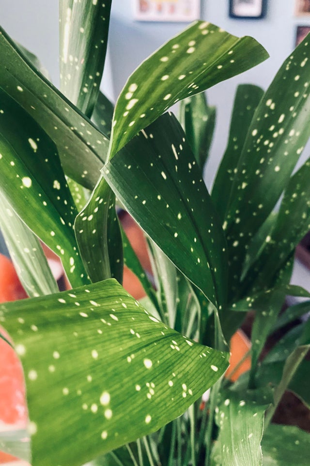Aspidistra milky way plant close up