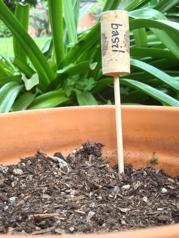 Basil21