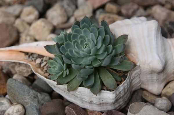 Beach inspired succulent plant