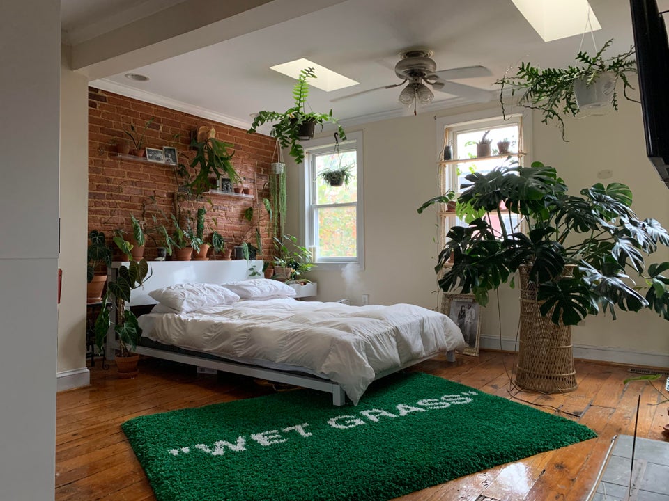 Popular Indoor Plants For Every Home From Reddit Enthusiasts
