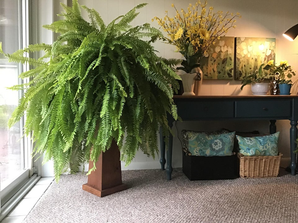 Big fern on stand in living room by sliding glass door