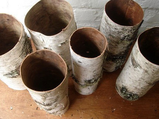 Birch barch tubes1