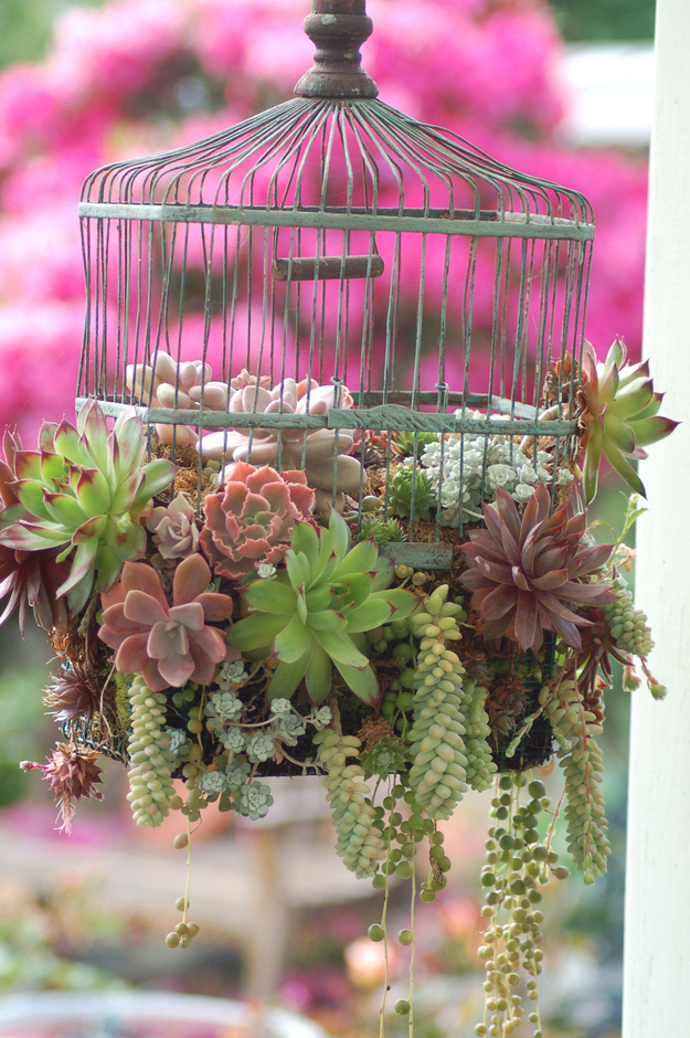 Birdcages succulents planter