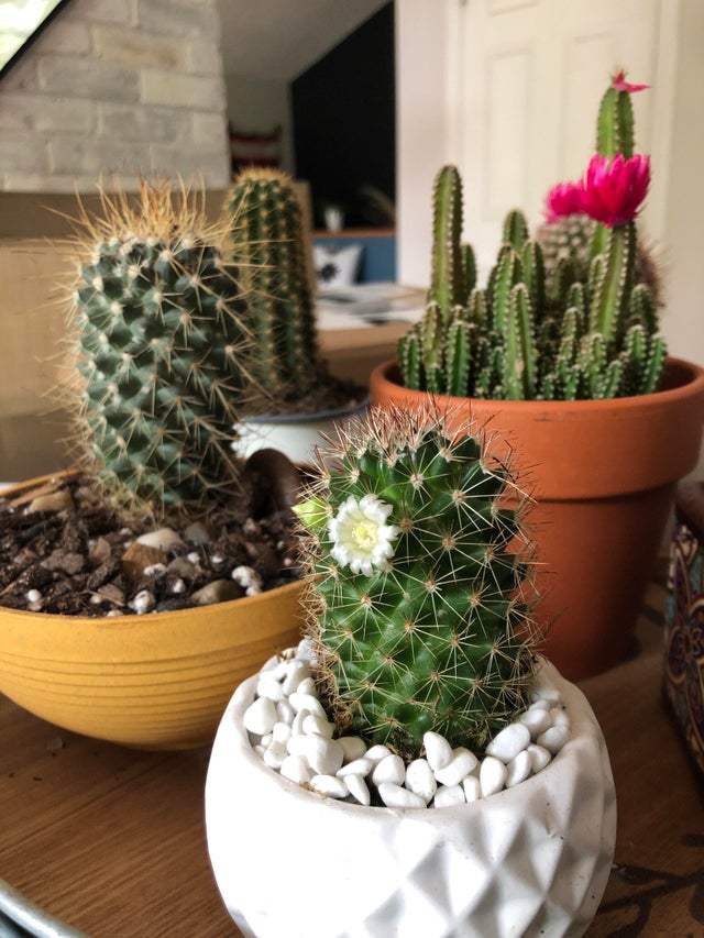 Cactus family all different kinds