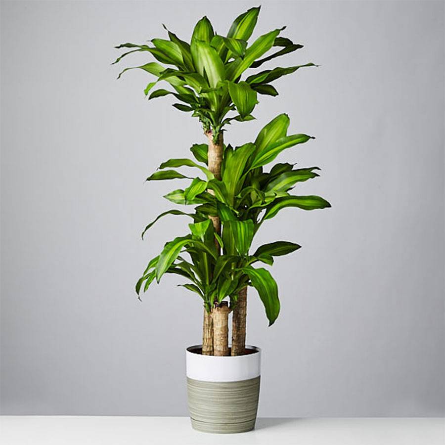 Cane plant from plants