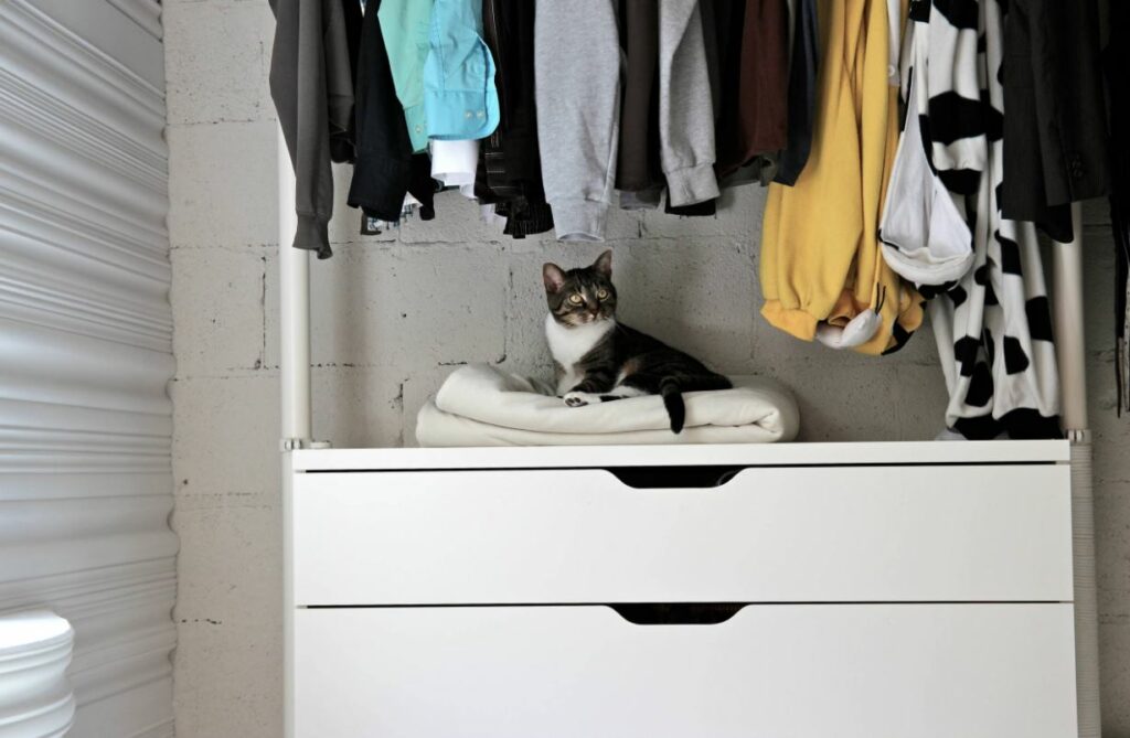 Cat in closet 1024x669