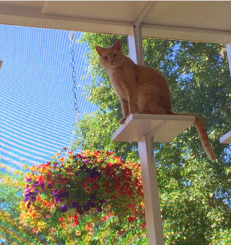 Cat on shelf