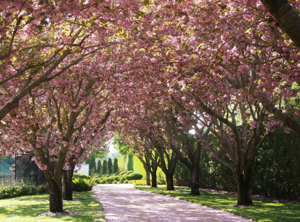 Cherry trees in path 1024x757