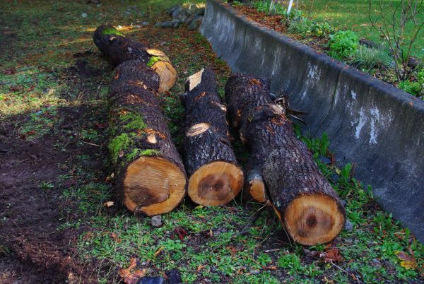 Cutting tree